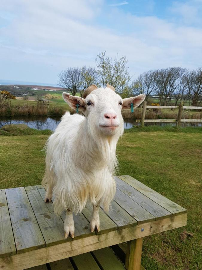 Noddfa Farm Guest House Haverfordwest Buitenkant foto